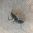 Myrmicien ant