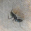 Myrmicien ant