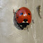 Seven-spotted Lady Beetle