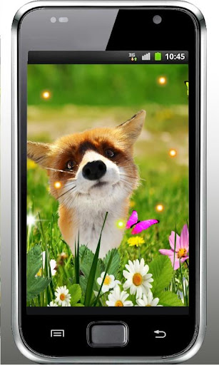 Fox Small Cute live wallpaper