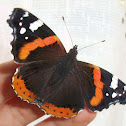 The Red Admiral