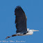 Grey Heron; Garza Real