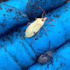 Squash bug (freshly molted)