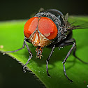 Flesh fly