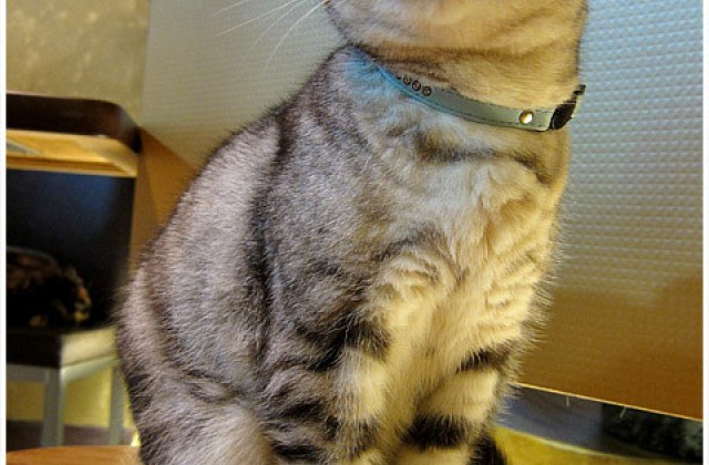 【寵物餐廳】（101年更改營業型態）台北．芝山元氣貓主題餐廳