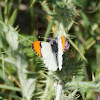 Pacific Orange Tip Butterfly