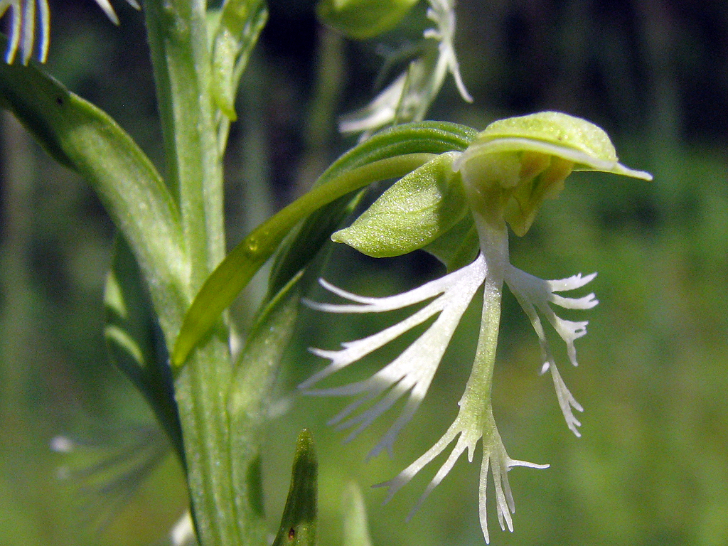 Ragged-fringed Orchid
