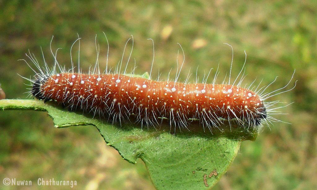 Common Jezebel Caterpillar