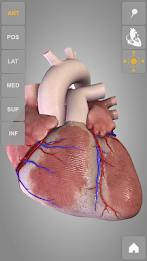 Heart 3D Anatomy Lite poster 1