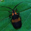 Net Winged Beetle