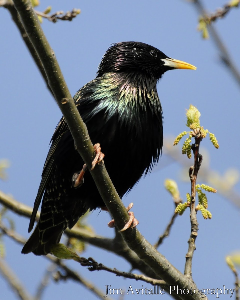 European Starling