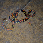 mimic coral snake