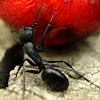 Big Black Ants
