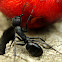 Big Black Ants