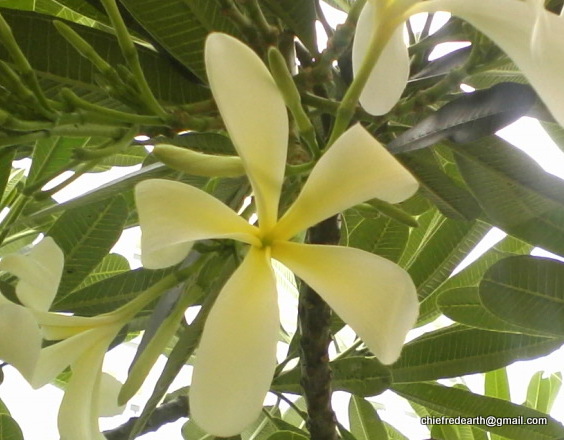 White Frangipani, Plumeria