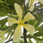 White Frangipani, Plumeria
