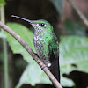 Green-crowned Brillant (female)