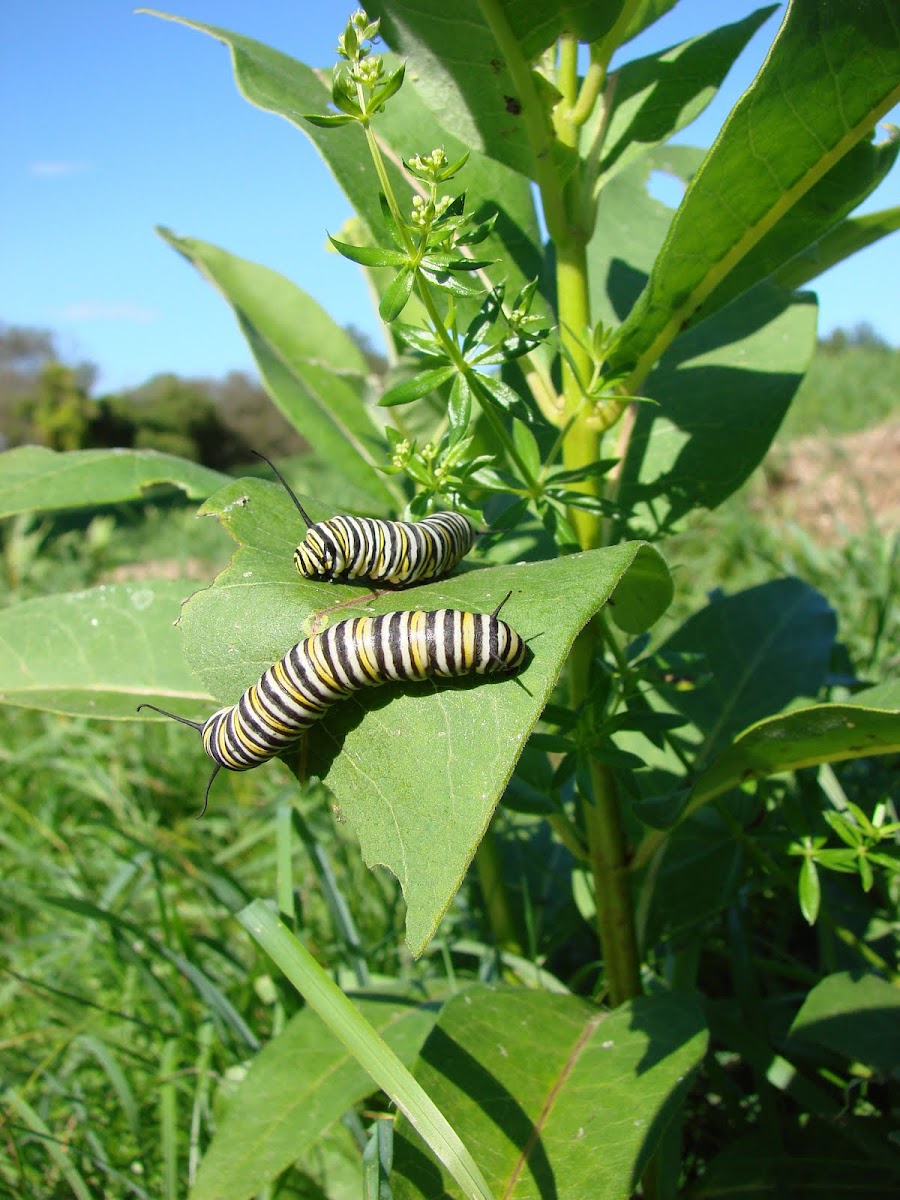 monarch butterfly caterpillar