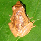 Indian Tree Frog,   Chunam tree frog,  Himalayan tree frog