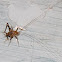 Spotted camel cricket