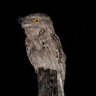 Tawny Frogmouth