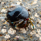 Blueband Hermit Crab