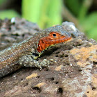 Santa Cruz Lava Lizard (female)