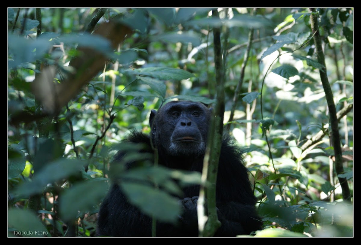 Common chimpanzee
