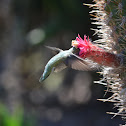 Female Anna's Hummingbird