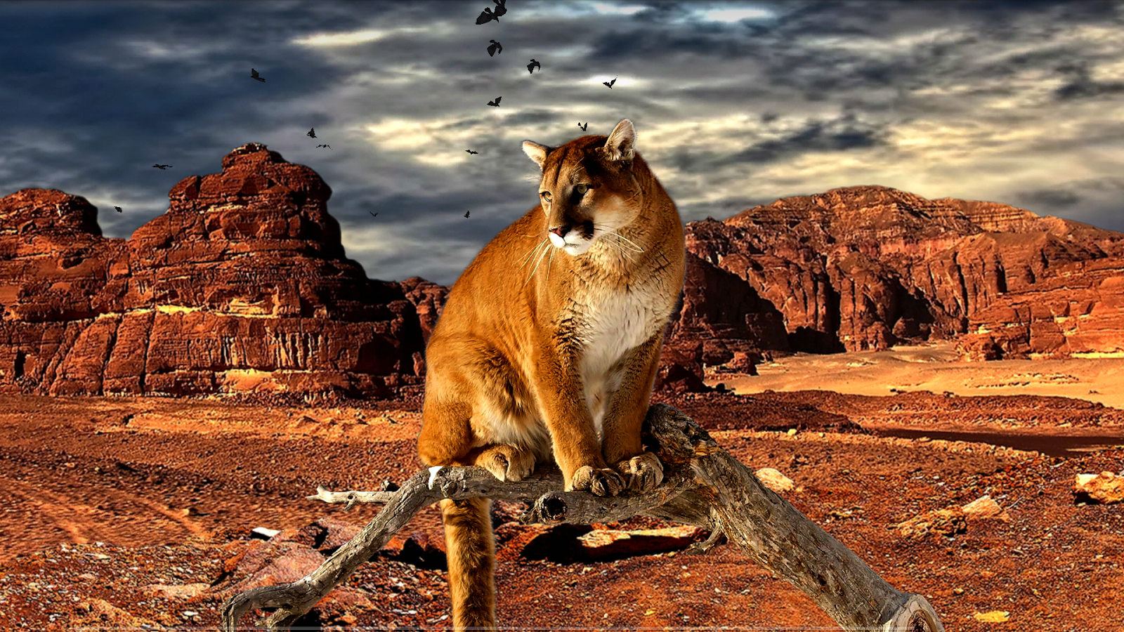 Super Parallax Animals 3D LWP Apl Android Di Google Play