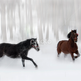 by Dana Corina Popescu - Animals Horses