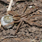 Rabid wolf spider (female with egg sac)
