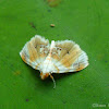 Crambid Moth