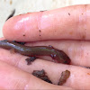 Spring salamander