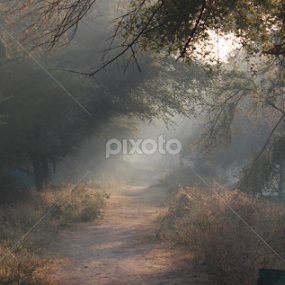 by Dipak Marfatia - Landscapes Forests