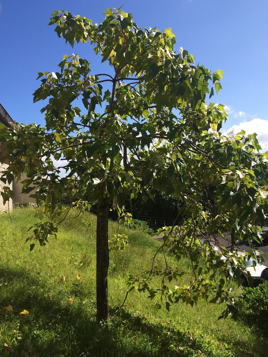 Kukui Nut Tree/Candlenut tree