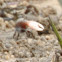 Fiddler Crab