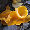 Orange Peel Fungus