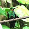 Green-crowned Brilliant . male
