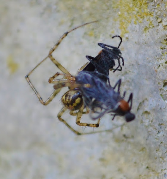 False house button spider | Project Noah