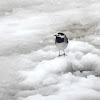 The White Wagtail