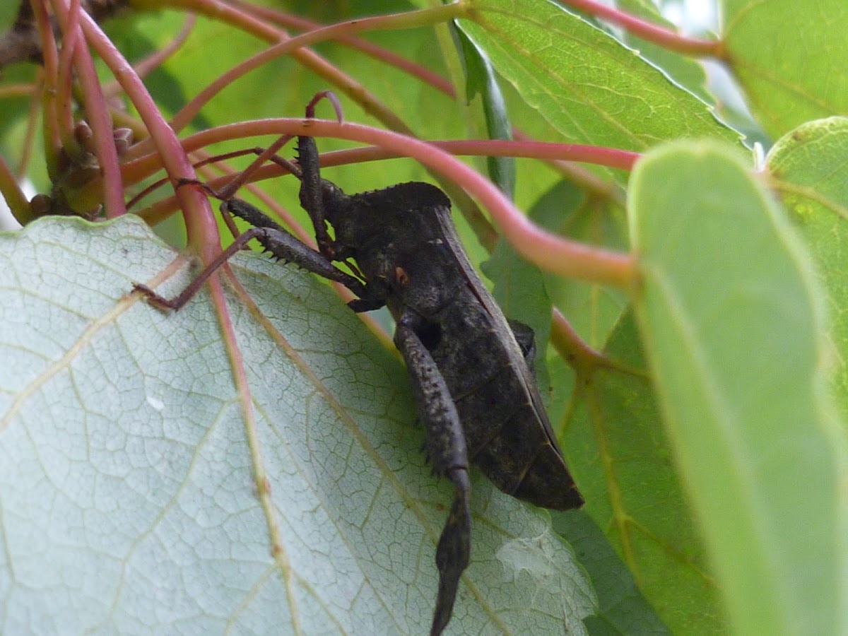 Black bug