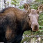 Moose(cow)