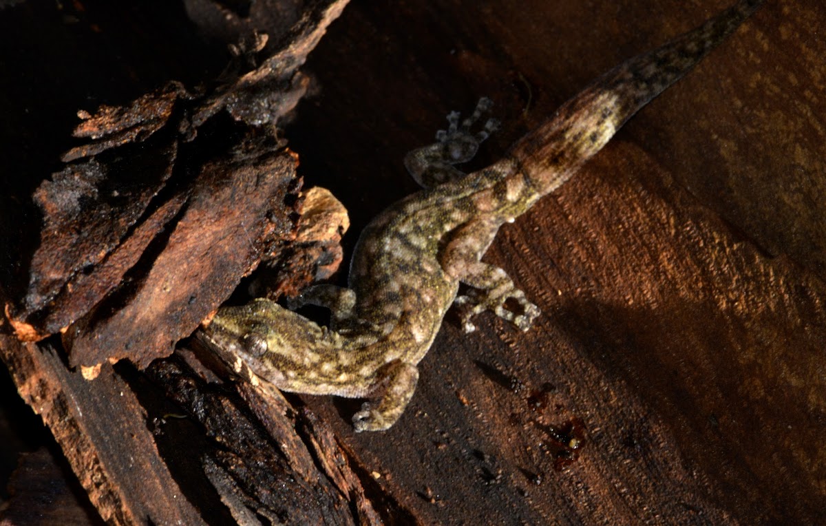 Marbled Leaf-Toed Gecko