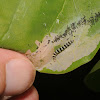 Redbud leaf-folder (larva)