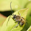 long-horned bee
