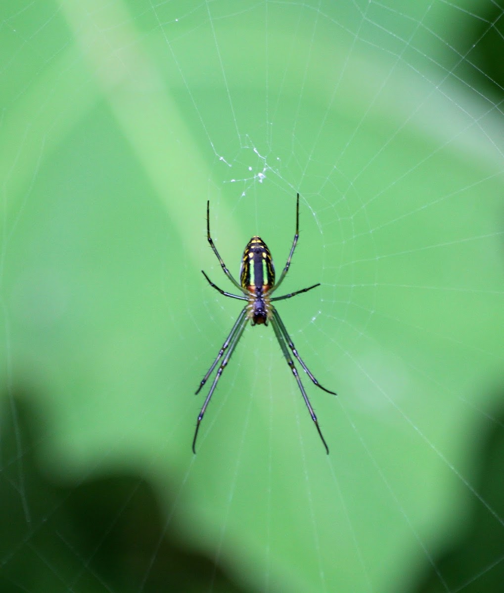 Black-striped Orchard Spider