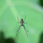 Black-striped Orchard Spider