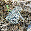 American toad