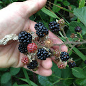 Blackberry vines